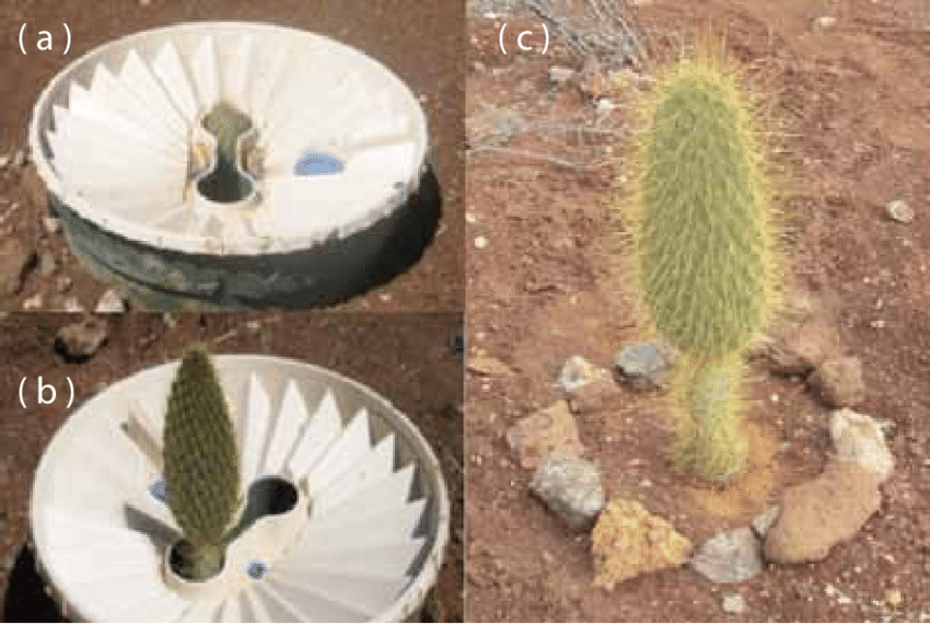 groasis's tweet photo. After experiencing the hottest June and July since records began, saguaro cactuses in Arizona are starting to die. Replant your beloved cactus with the #Groasis #Waterboxx –  Like Charles Darwin Foundation in the Galapagos Islands!
https://t.co/vEc6zracgn
https://t.co/ewkXO7MXut https://t.co/4lYzPGMEmq