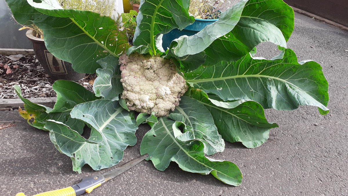 GardenSacro's tweet photo. We 'felled' this giant cauliflower last week with a saw! It was grown in Sacro's Garden Project polytunnel at Bellahouston Demonstration Garden. That's a lot of cauliflower cheese. #OrkneyF1 #homegrowncauli #growyourown #growgreens #Glesgaeatsveg https://t.co/geoBi8k4pH