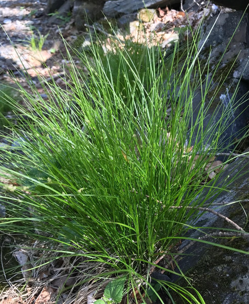 Hoffman Nursery tweet media