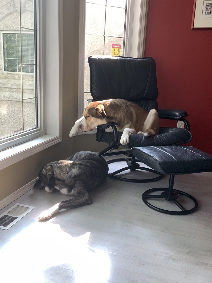 Monday mornin’ sundoggin’…
#dogsoftwitter #AdoptDontShop #DogsofX