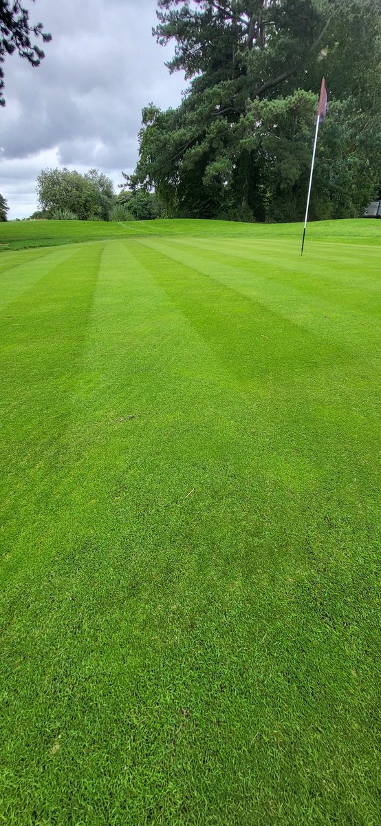 7 days post renovations on Manor course greens <a href="/AldwickburyGolf/">Aldwickbury Park GC</a>
The greens were scarified -8mm in two directions.
Topdressed with RH28 
verti drained with 19mm solids
Procore 10mm
Then brushed 
Safe to say <a href="/HeadlandAmenity/">Headland Amenity</a> c complex 4 3 4 has definitely kicked in
<a href="/headlandLoz/">Laurence Mcrory</a>