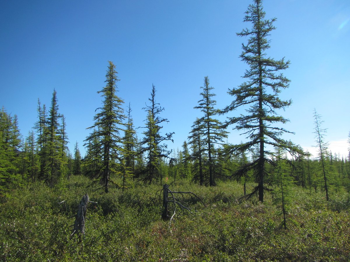 A new study examines how regeneration of Siberian #larch after #wildfire is related to local seed production and the availability of 'safe sites' for seedlings doi.org/10.1002/ecs2.4… #VegetationDynamics #Boreal #OpenAccess #NSFFunded @NSF @mcewanlab @UDaytonCAS @UDaytonNews