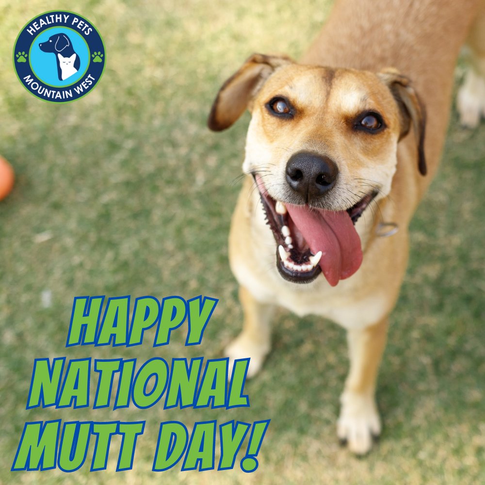There are so many mutt dogs waiting to be loved and adopted. Today is National Mutt Day and it's the perfect day to bring them home!
.
.
.
.
#nationalmuttday #mutts #muttdogs #cleartheshelters #adoptdontshop #doglovers #healthypets #cottonwoodheights