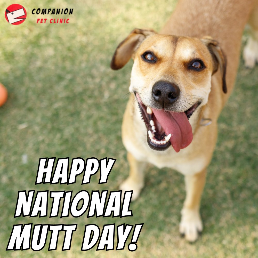 There are so many mutt dogs waiting to be loved and adopted. Today is National Mutt Day and it's the perfect day to bring them home!

#nationalmuttday #mutts #muttdogs #cleartheshelters #adoptdontshop #CompanionPetClinic #NorthPhoenix #Phoenix #veterinarian