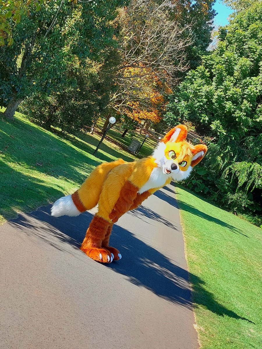 StrafyFox's tweet photo. Just foxing around.
📸: PumpkinHazel (Chaz)
#FursuitEveryday #Furry https://t.co/YcSzQ5LXi9