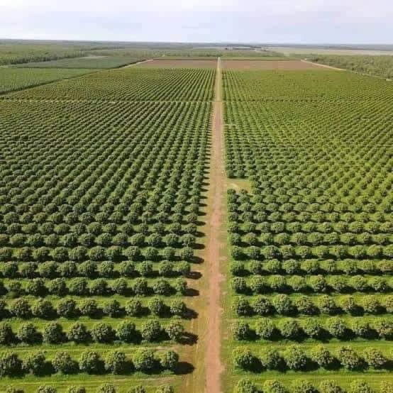 SokoAnalyst's tweet photo. Despite Egypt 🇪🇬’s land being 96% Desert, they are Africa’s:

▪️Highest producer of Wheat
▪️Highest producer of Dry Onions 
▪️Highest producer of Tomatoes 
▪️Highest producer of Potatoes 
▪️Highest producer of Cucumbers 
▪️Highest producer of Garlic 
▪️Highest producer of Oranges 
▪️Highest producer of Sugar Beet
▪️2nd highest producer of Cabbages 
▪️2nd highest producer of Grapes 
▪️2nd highest producer of lemon
▪️2nd highest producer of Mangoes 
▪️4th largest producer of Maize
▪️5th largest producer of Carrots 

Among others 

The above is based on annual average production (2017 - 2021)

▪️The Arable Land in Egypt is approximately 3.5 Million Hectares, the 13th smallest in the continent

▪️ Nearly 96% of Egypt is desert 

Photo 📸: A Mango Farm in Egypt 

So what’s the the EXCUSE for Kenya 🇰🇪?