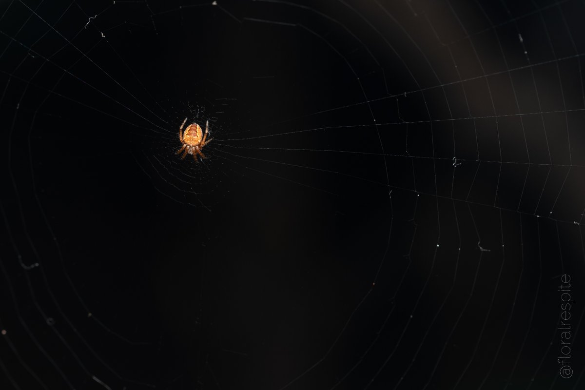 Orb weaver. #NegativeSpace