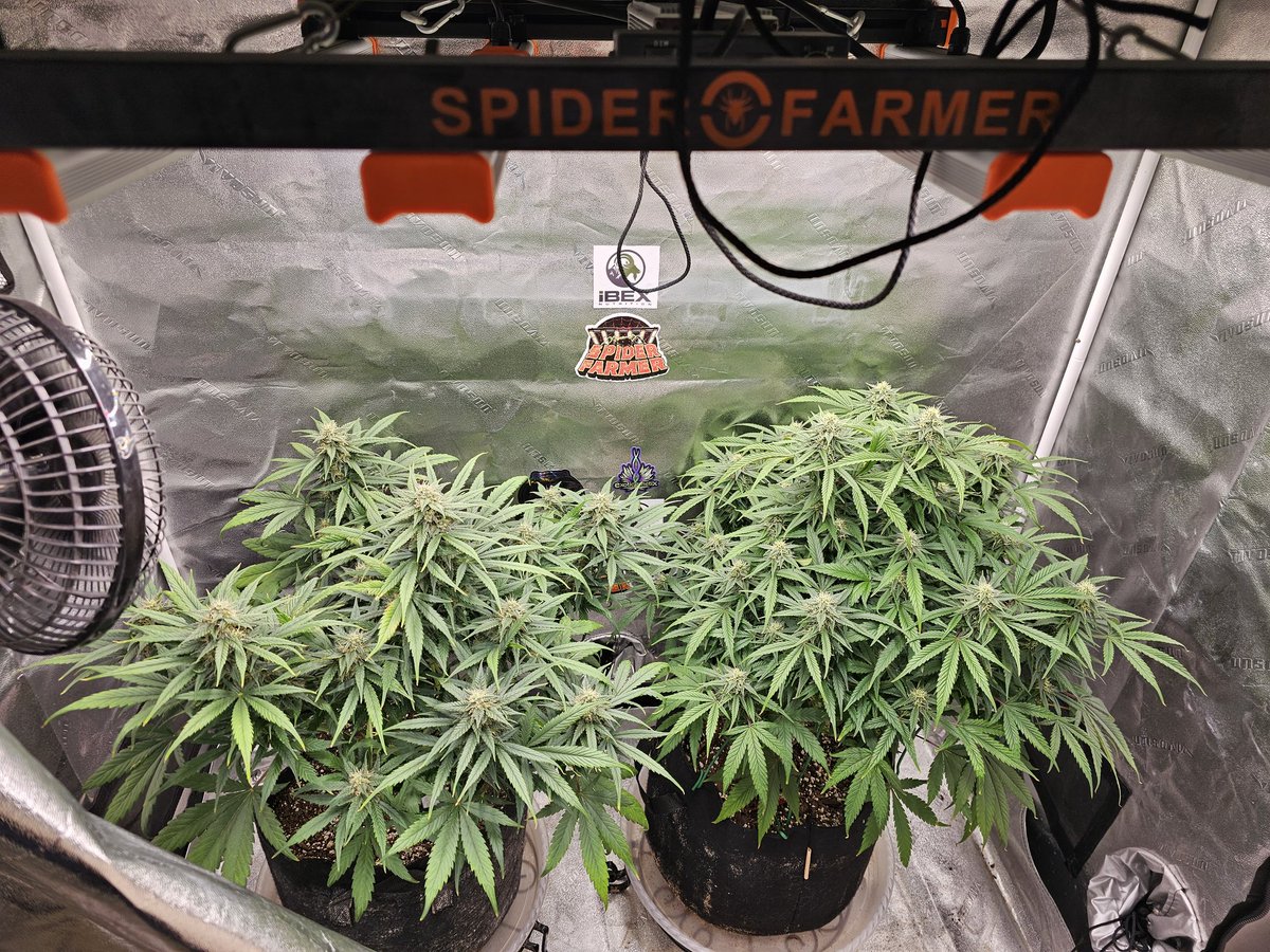 The autos lookin as happy as can be under the <a href="/spiderfarmerled/">Spider Farmer LED</a> SE3000 
#spiderfarmer
#growyourown #CannabisCommunity
