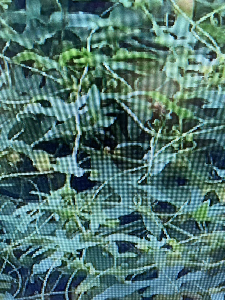 shotbert's tweet image. @joshual951 @BSBIbotany hi guys any ideas what this plant is , looks like some sort of vine but can find it