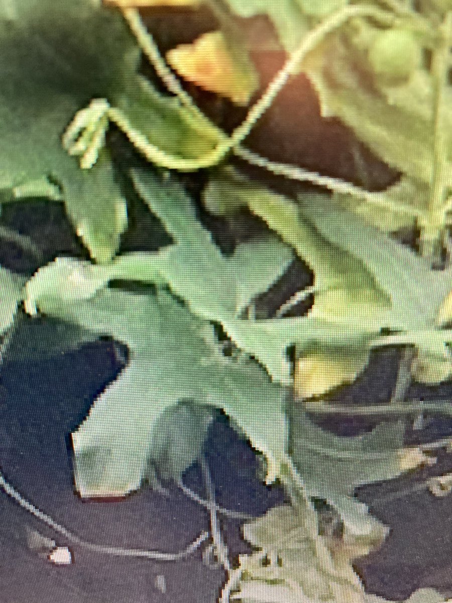shotbert's tweet image. @joshual951 @BSBIbotany hi guys any ideas what this plant is , looks like some sort of vine but can find it