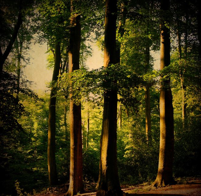 madrugada_m's tweet photo. Wenn man so ganz alleine im Wald steht,
begreift man nur sehr schwer, wozu man
in Büros und Kinos geht. Und plötzlich
will man alles das nicht mehr.

- Erich Kästner - https://t.co/SahWDivyXI