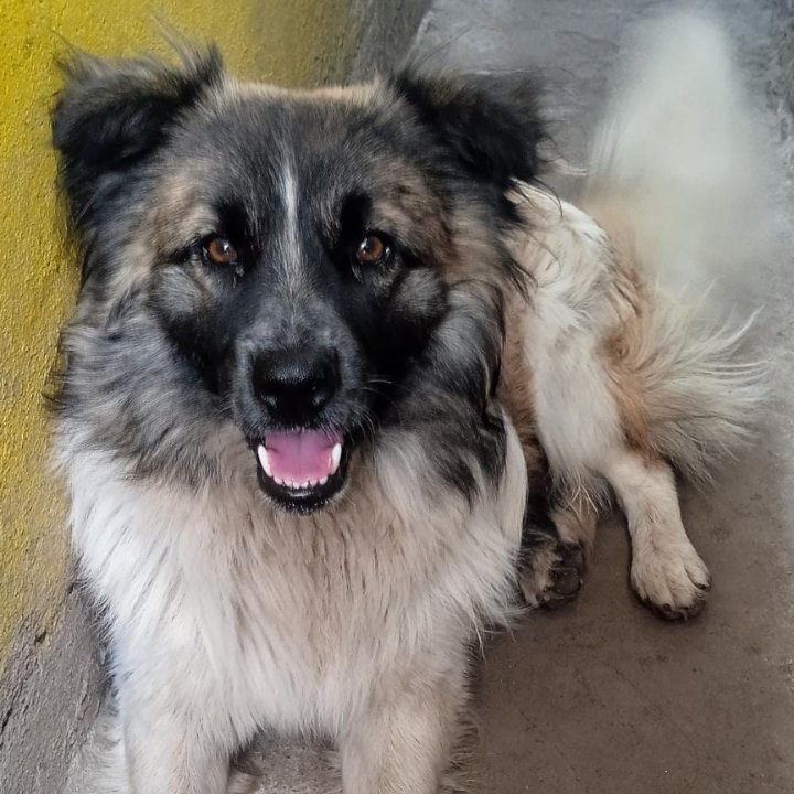 AlertaMePerdi's tweet photo. #PERDIDO #AMBATO
Nombre: #MOMPI 
Fecha: 20/07/23
Sector: Norte, Parque de Macasto por la Correccional de Menores 
Sexo: Macho
Raza: Mestizo 
Obsv.: Abundante cabello, lacio, color amarillo con blanco y negro 
Contacto: 0992854708
¡Ayúdalo a volver con su familia!
#AlertaMePerdí https://t.co/u4VABMZVfd