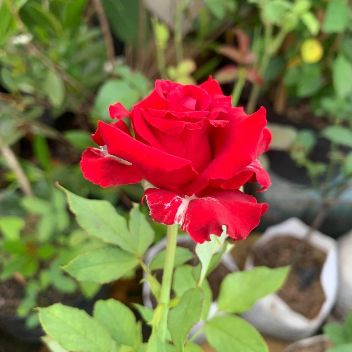 Vong Sam tweet media