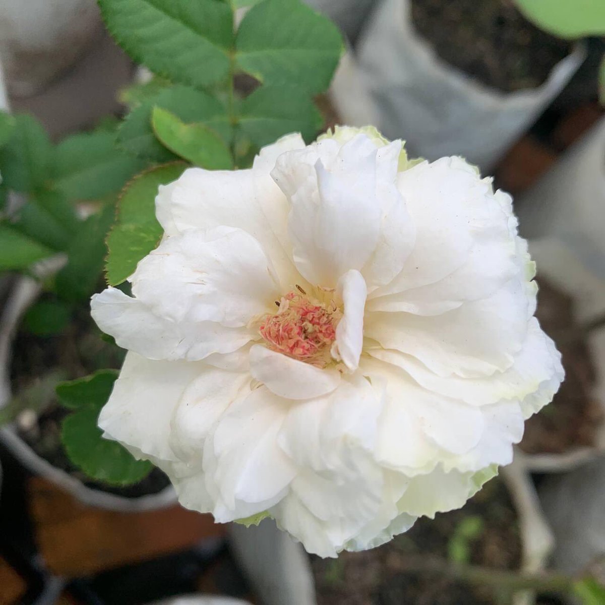 Vong Sam tweet media