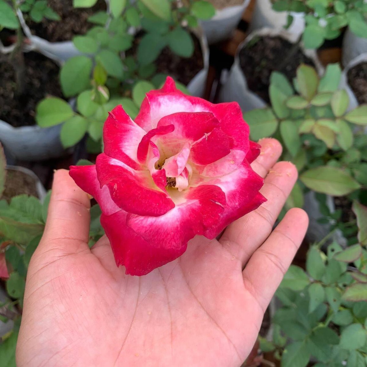 Vong Sam tweet media