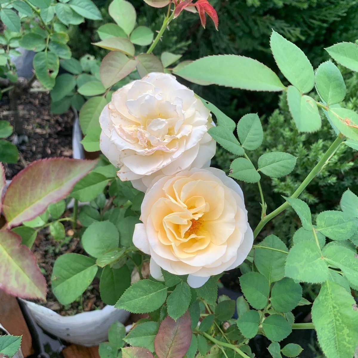 Vong Sam tweet media