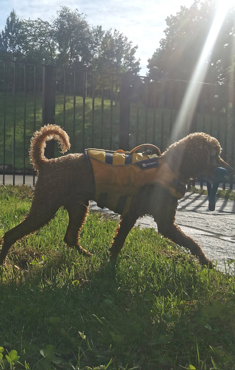 FrdricCostes's tweet image. Nager dans l'Aare emporté par son courant furieux et rafraîchissant, c'est pour tous : jeunes, moins jeunes et toutous. Quand Berne devient une station balnéaire.
#Paradis 🇨🇭