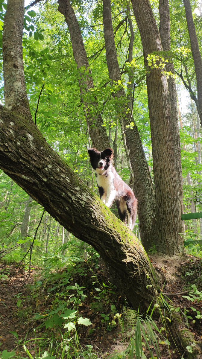 altico_51's tweet photo. Мои лесные феи 🌿 https://t.co/88J4FoWppm
