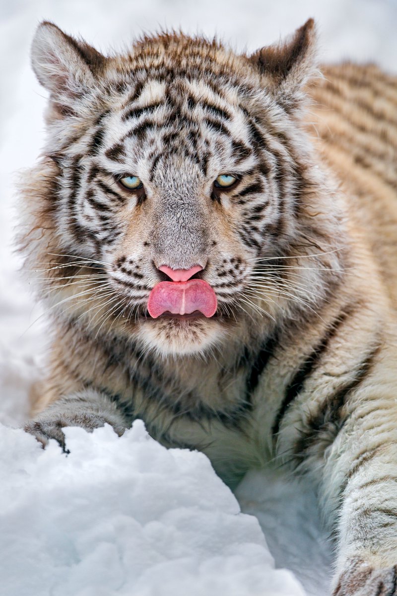 Discovery's tweet photo. Can you touch your tongue to your nose? 🐯👅
#TigerTuesday #ProjectCAT https://t.co/2tpPwuXgeA