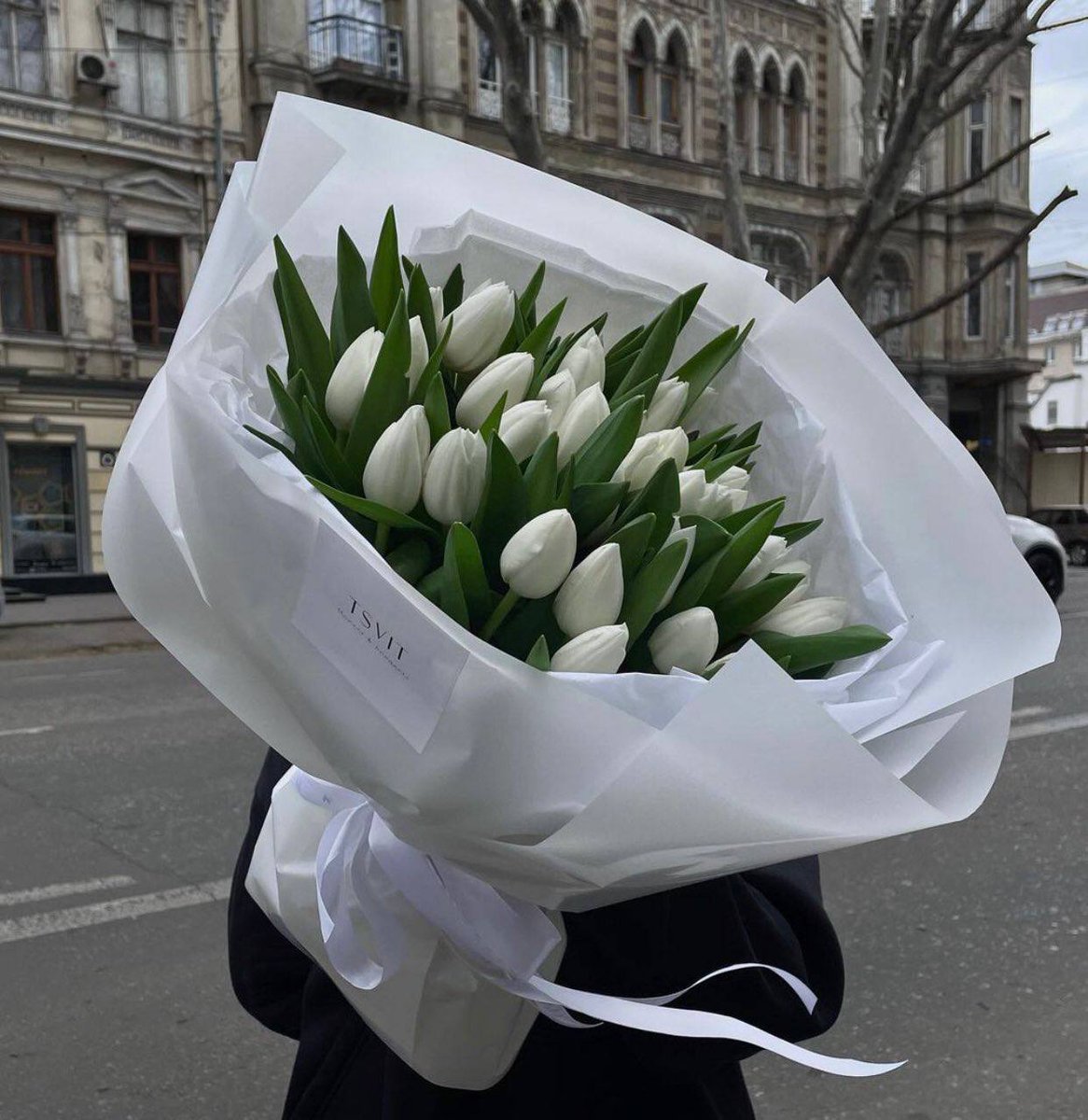 1Qafal's tweet photo. White tulips 🤍 https://t.co/9lvELZB8sk