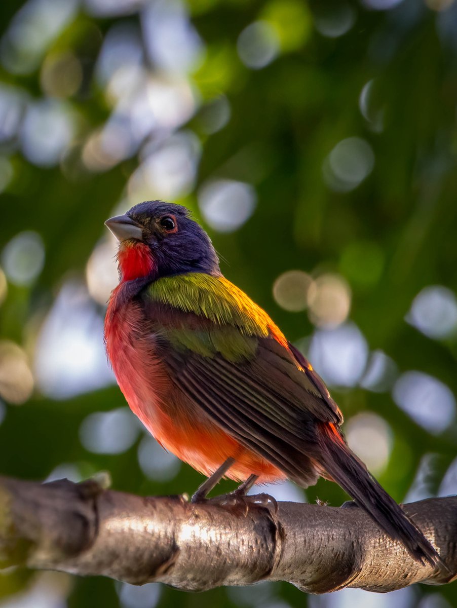 carolcoxphotos's tweet photo. Painted Bunting https://t.co/tUW0JcEb3C