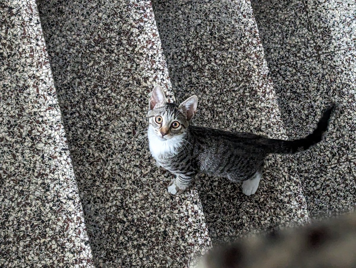 MellowBaka's tweet photo. Sneaky little thing tried to get into my apartment again. https://t.co/UDwdvoVrl4