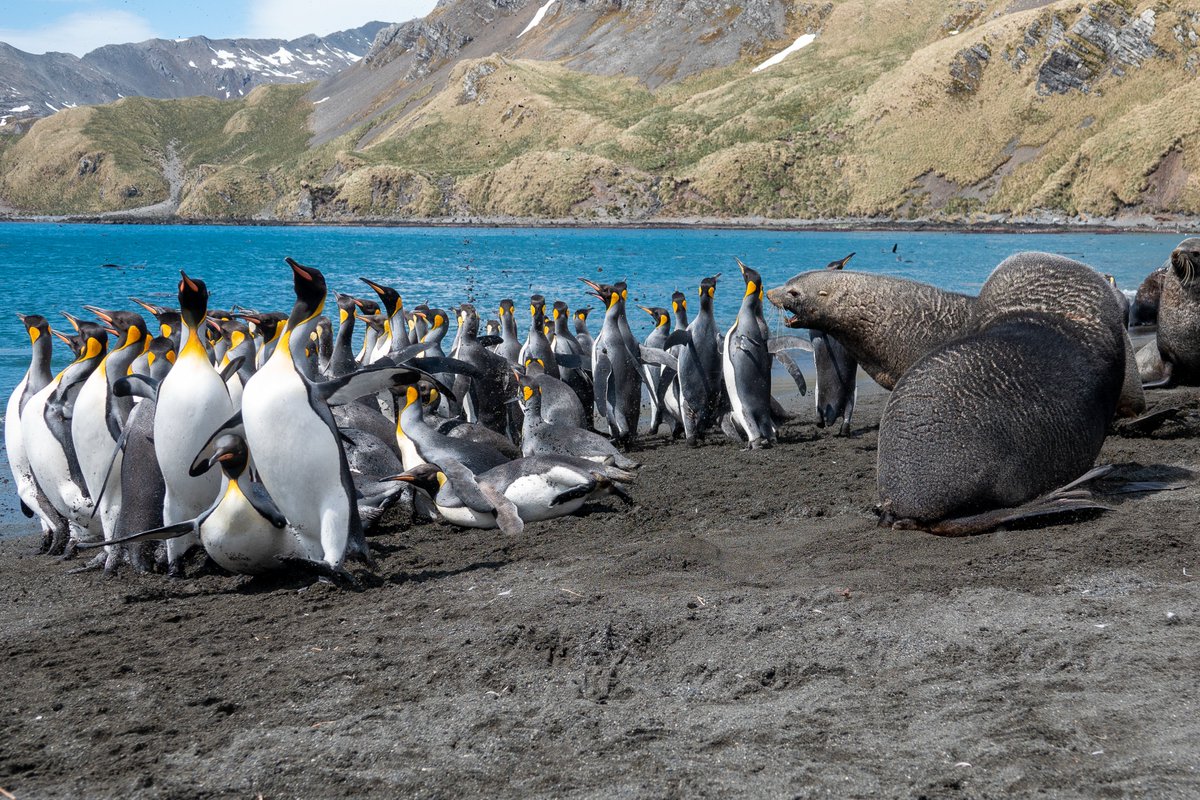 ❄️ From Nov '24 guests will be able to explore Antarctica onboard beloved MS Maud!  Explore bustling Buenos Aires before sailing to the frozen continent via the stunning Falkland Islands &amp; South Georgia, ending your voyage in Chile. Find out more here: bit.ly/3q9AC0Q 😍