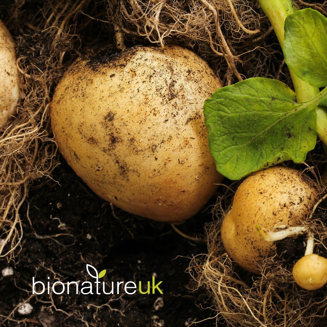 BionatureAgri's tweet photo. π₯πΏ Our specially designed fertilisers can help reduce calcium-related disorders, internal browning and nitrogen loss.ππ¨βπΎ
For best results, we recommend using our NHKDelta, NHCa Delta, 1-4-All, and Calflux . π¦π
#BioNature #SmartFertiliser #PotatoCrops π₯πͺ https://t.co/oV4uiqrlkt