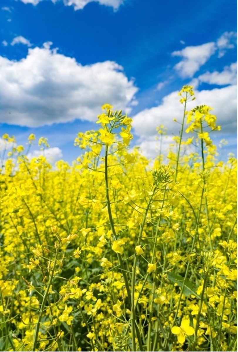 Today marks the beginning of Djilba, the Noongar Season of growth and wildflowers!  Enjoy the pink blooms and let's respect nature's wonders during this time.  #DjilbaSeason #NoongarSeasons #WildflowerWonder