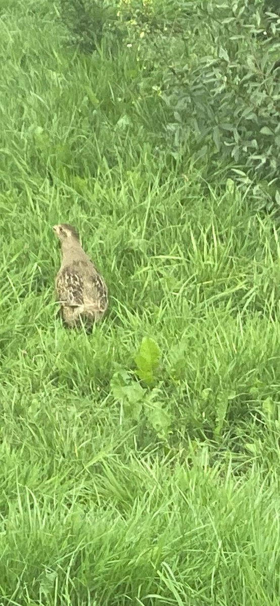 Bij de kruidenrijke akkerrand van Piet Kaldenberg is een koppeltje patrijzen gespot met jongen.  Dit laat zien hoe waardevol een kruidenrijke akkerrand  kan zijn.