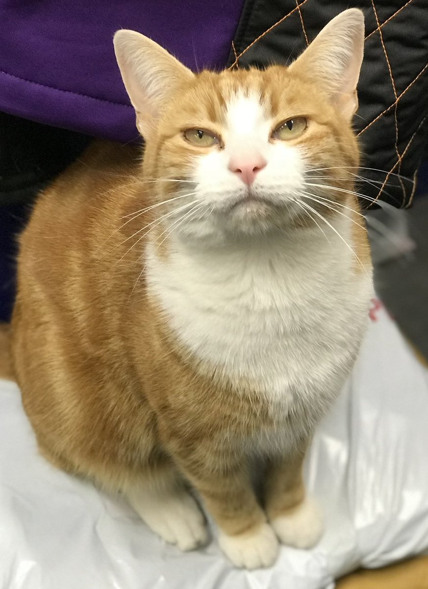 TheStourbridge's tweet photo. Where has the ‘Bird’ gone?

*I didn’t eat it honest….

#cats #cats #Cat #CatsOnTwitter #CatsOfTwitter  #CatsOfX https://t.co/uQ03y9eD4P