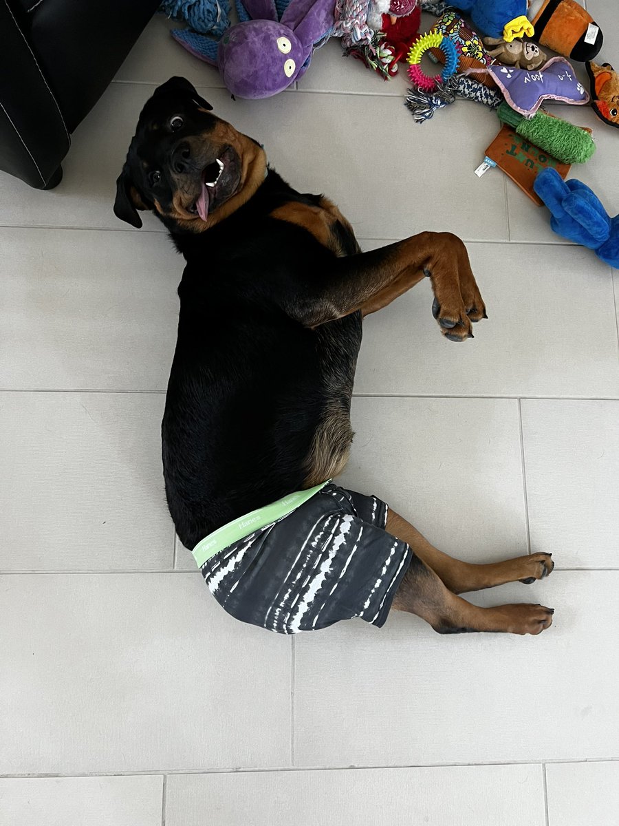 Band_Nerd69's tweet photo. Hello everyone and happy Monday. Just wanted to share a few photos of my derpy baby to brighten my day and hopefully someone else’s who may have needed a smile 😊 https://t.co/r8m7bBLsIg
