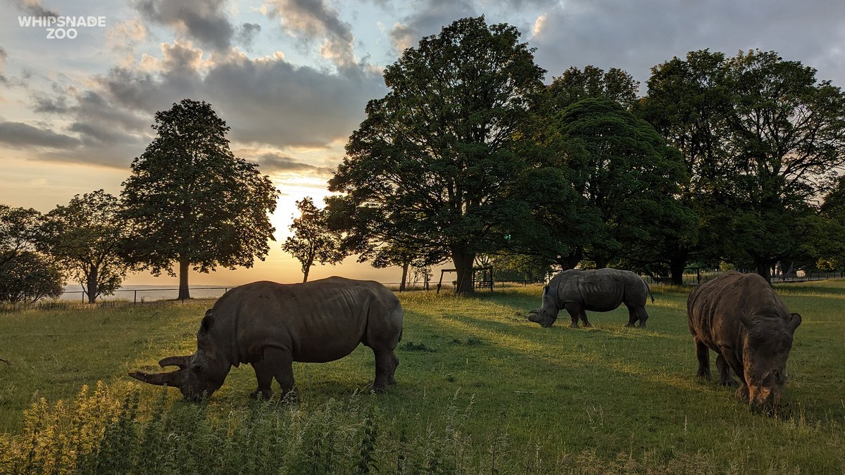 ZSLWhipsnadeZoo's tweet photo. See Whipsnade in a whole new light this Saturday – we’re staying open until 9pm: https://t.co/osSYw2v68T Explore the Zoo as the sun sets to find out what our animals get up to in the evening. Only three dates left – book today for 5, 12, or 19 August! #SummerSaturdays https://t.co/aMZK3e5ZQe
