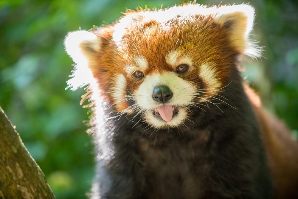 OregonZoo's tweet photo. mornin' https://t.co/3AZnmyciID