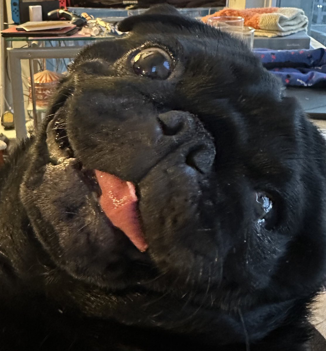 Graça Nolan tweet media