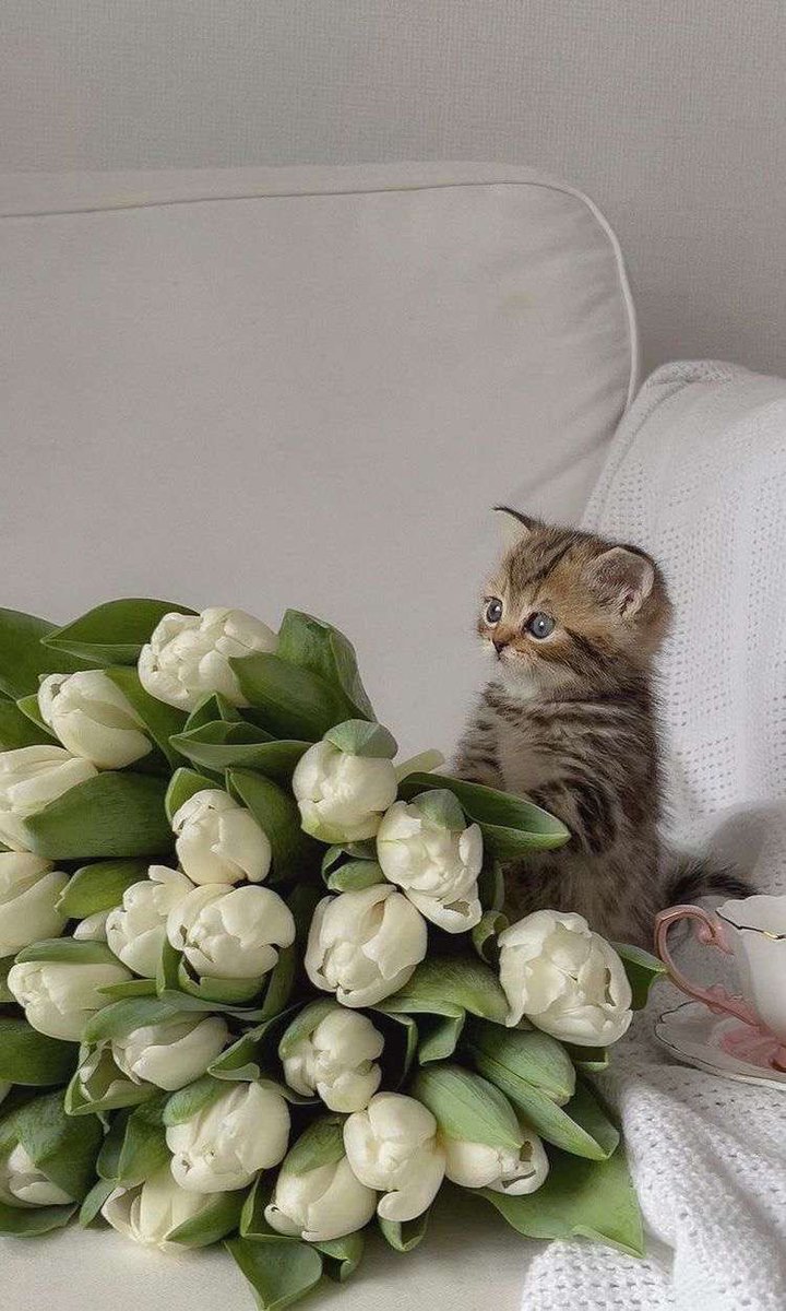 ShouldHaveCat's tweet photo. https://t.co/tH3ghFWPnc