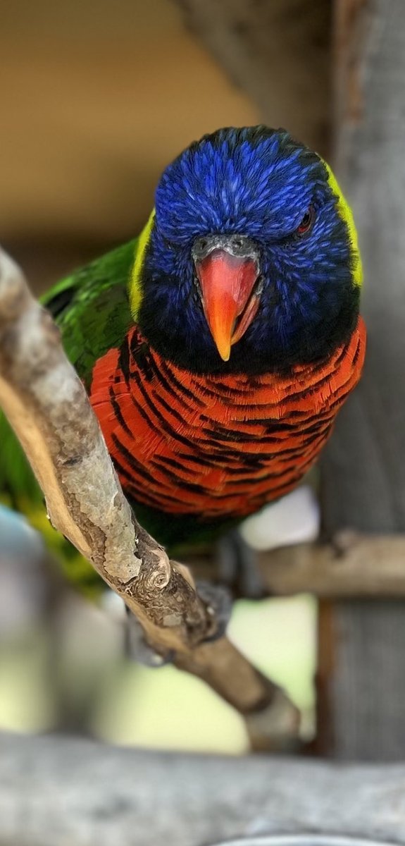 KeepOffProd's tweet photo. Show off. #thisbirdisinfullbloom https://t.co/fVjc2pmHW0