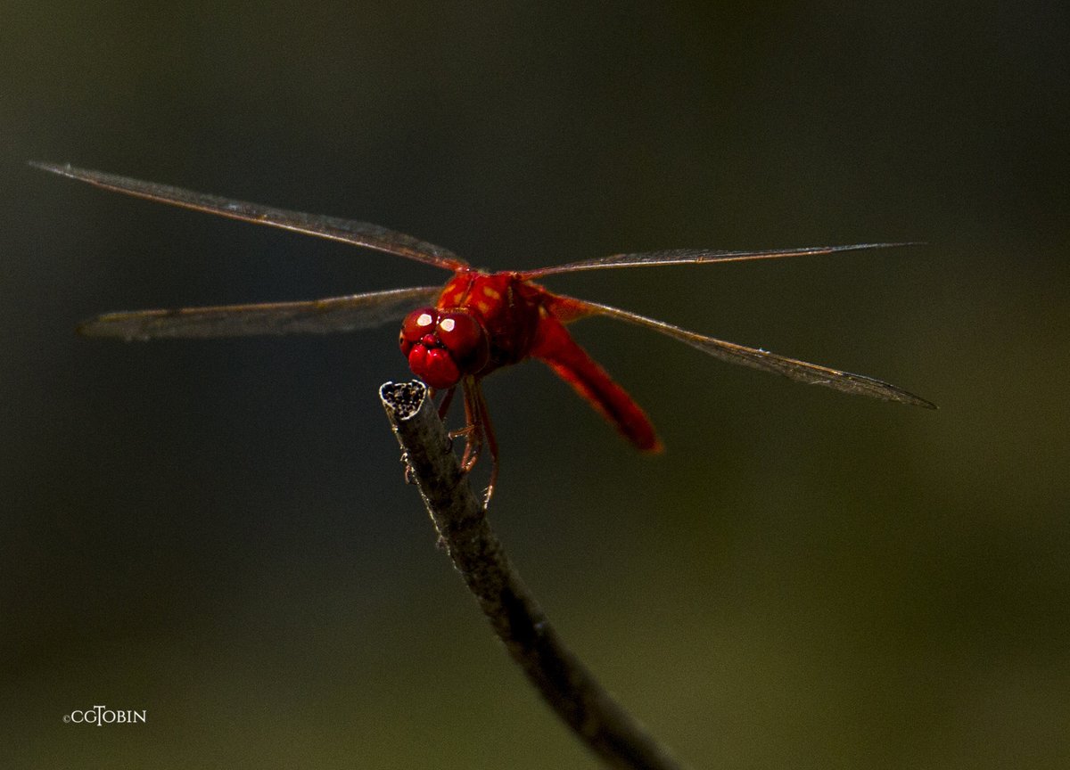 Red Baron dragonfly