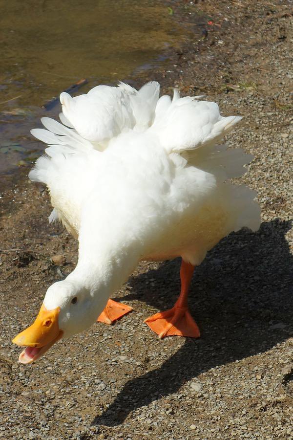 Ducks Out of Context (@duckscontext) on Twitter photo 