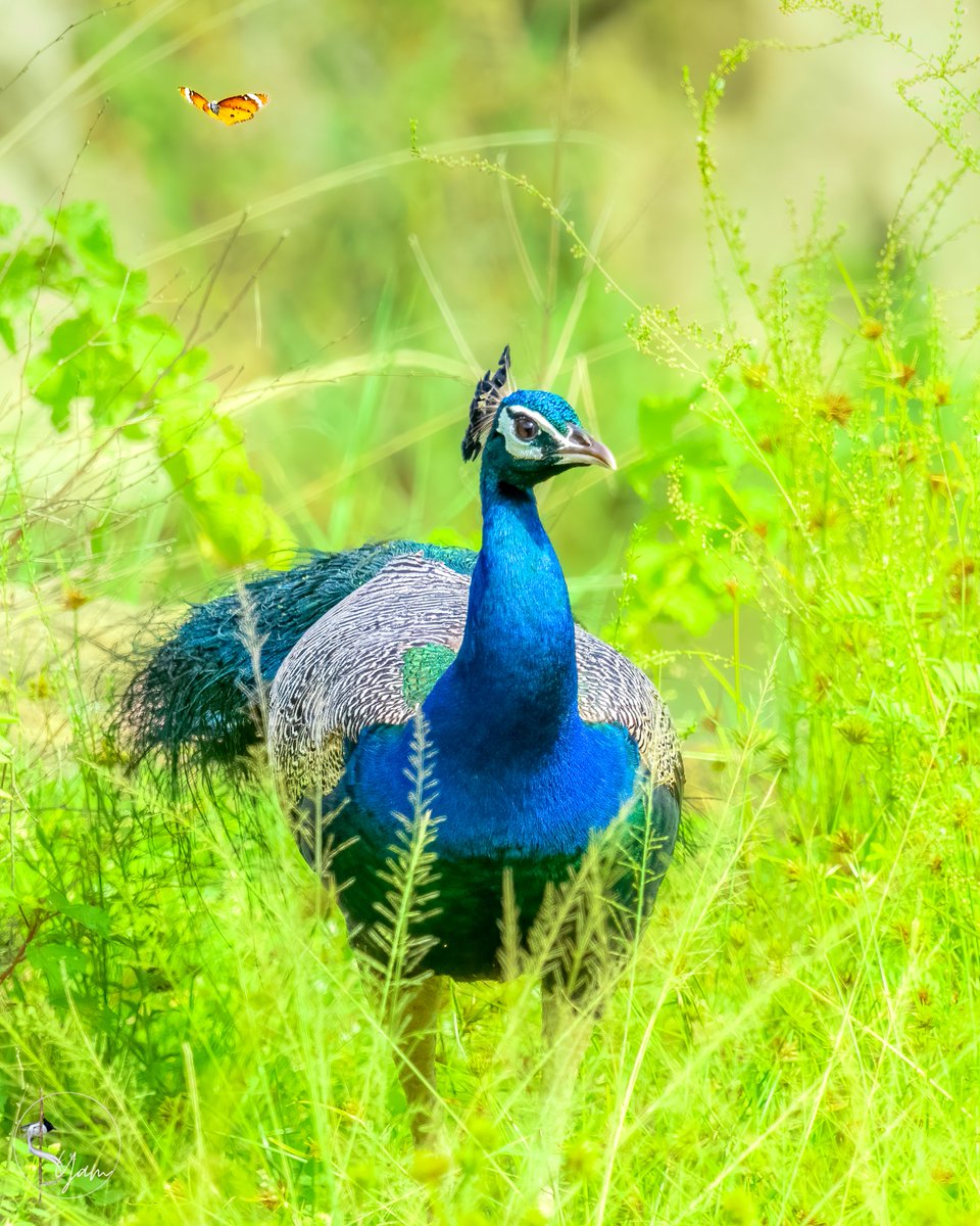 The butterfly is a bonus!

Indian Peafowl(M)
Ameenpur, Hyderabad, Telangana
Jul2023

#indianpeafowl

instagram.com/syampotturi

#IndiAves #birdwatching #birdphotography #birds #BirdsSeenIn2023 #TwitterNatureCommunity #Nikon #D850 #SIGMA60600mmSports #AmeenpurBHS