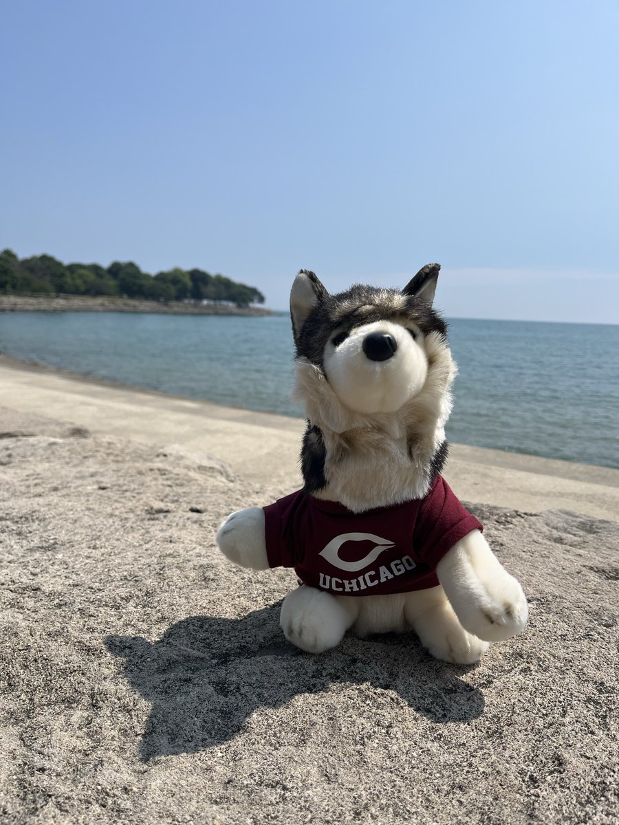 The Open Library Foundation (@openlibraryfdn) on Twitter photo Wolfie’s biding his time until #WOLFcon23, wandering the shores of Lake Michigan on the #chiLFT. Don’t let him be a lone wolf!  
We hope to see you in August! ow.ly/EVZK50P7xuj Wolfie’s biding his time until #WOLFcon23, wandering the shores of Lake Michigan on the #chiLFT. Don’t let him be a lone wolf!  
We hope to see you in August! ow.ly/EVZK50P7xuj