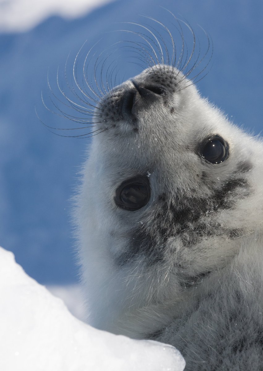 Baby seals. That's it. That's the post.

📷: Keren Su

#Adorable #BabySeal #Seals #TooCute