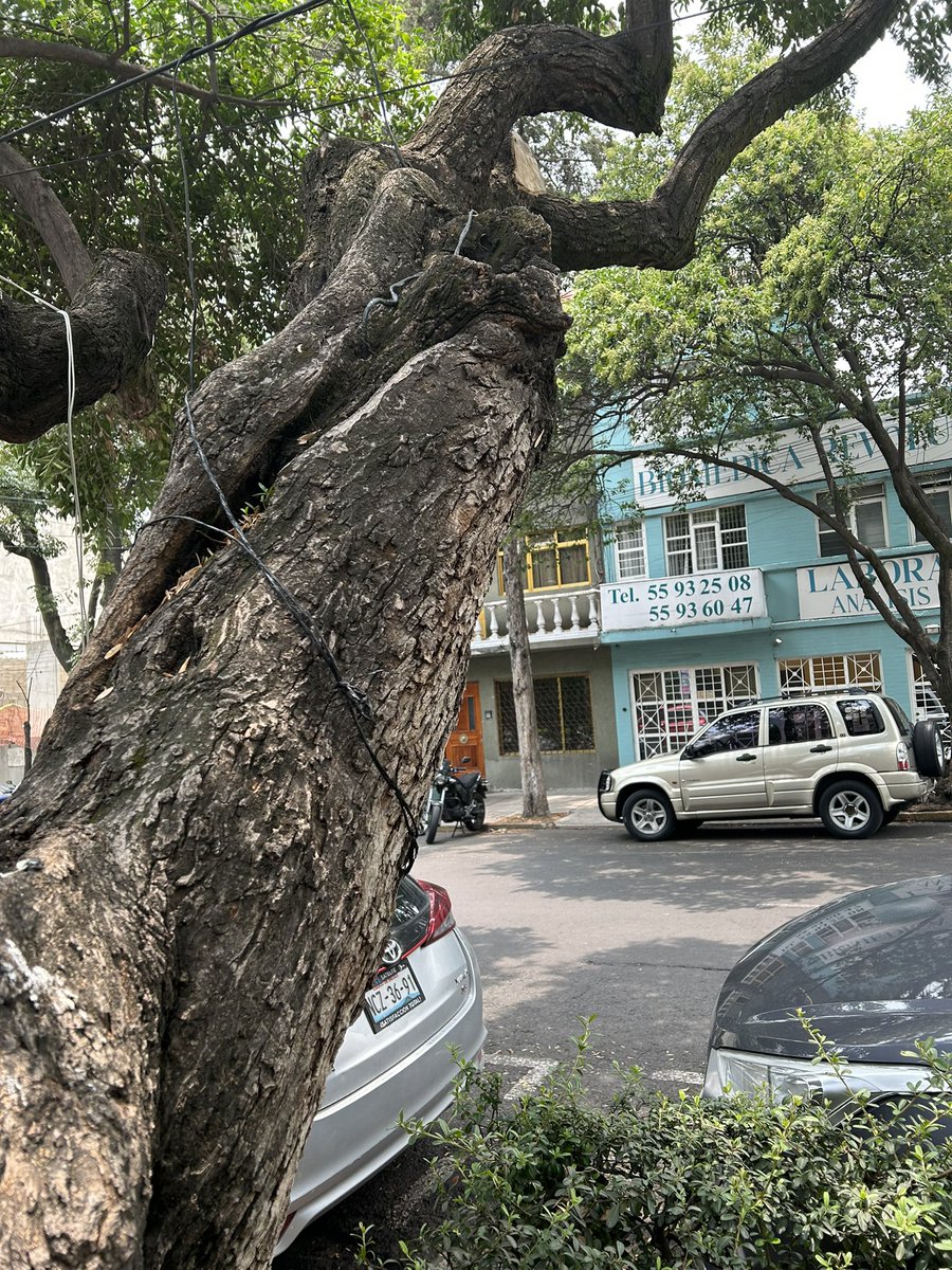 Musicons's tweet photo. @sjitescucha tianguis de los sábados en J Velasco @sanjoseinsurgen coloca extensión que deja conectada toda la semana @PAOTmx además de amarres en varios 🌳🌳🌳 https://t.co/7khJ6fokKM