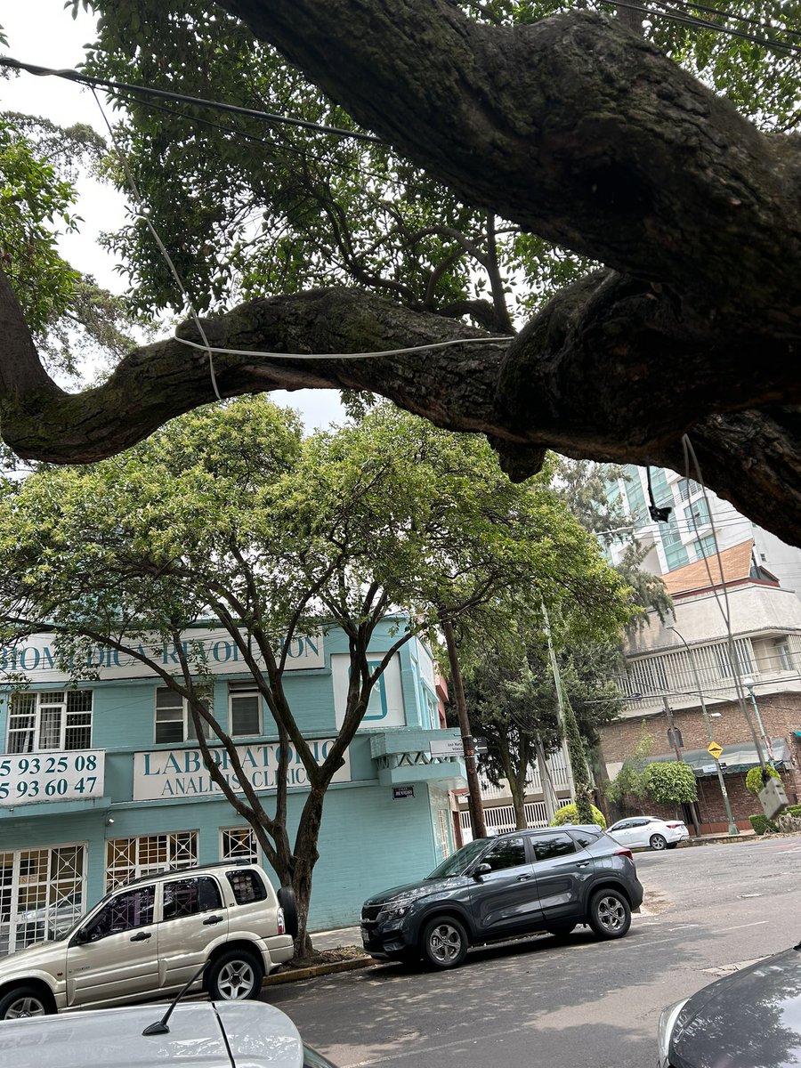 Musicons's tweet photo. @sjitescucha tianguis de los sábados en J Velasco @sanjoseinsurgen coloca extensión que deja conectada toda la semana @PAOTmx además de amarres en varios 🌳🌳🌳 https://t.co/7khJ6fokKM