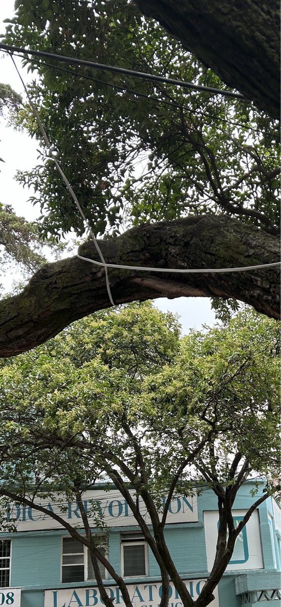 Musicons's tweet photo. @sjitescucha tianguis de los sábados en J Velasco @sanjoseinsurgen coloca extensión que deja conectada toda la semana @PAOTmx además de amarres en varios 🌳🌳🌳 https://t.co/7khJ6fokKM