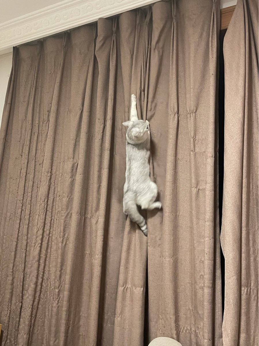 JonnePetson's tweet photo. As cats hover over the curtains, their eyes are filled with curiosity and their ears are perked up to listen to the sounds outside. Perhaps they will see fluttering birds, drifting clouds, or the friendly smile of a neighbor.
#cats #pets #catseveryday #cute https://t.co/IZPzOM0i6p