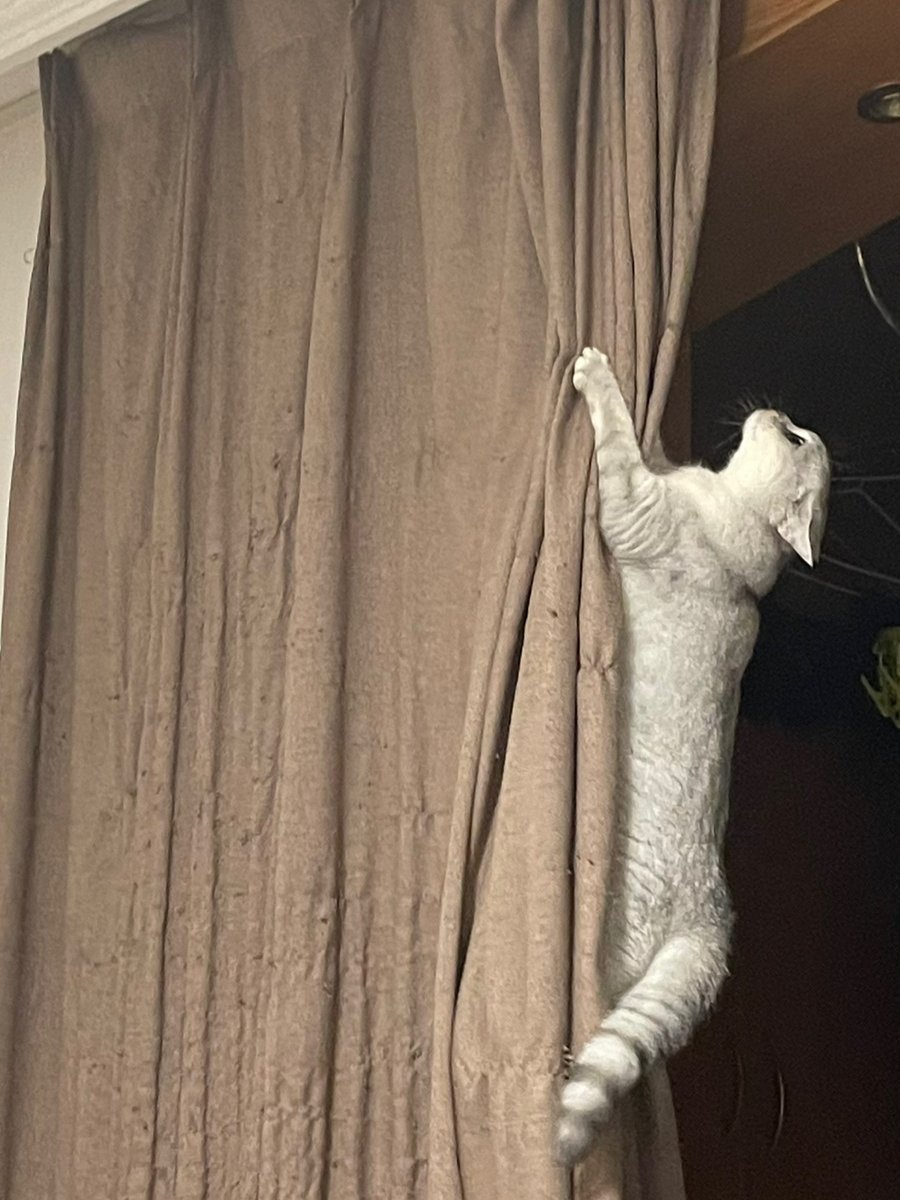 JonnePetson's tweet photo. As cats hover over the curtains, their eyes are filled with curiosity and their ears are perked up to listen to the sounds outside. Perhaps they will see fluttering birds, drifting clouds, or the friendly smile of a neighbor.
#cats #pets #catseveryday #cute https://t.co/IZPzOM0i6p