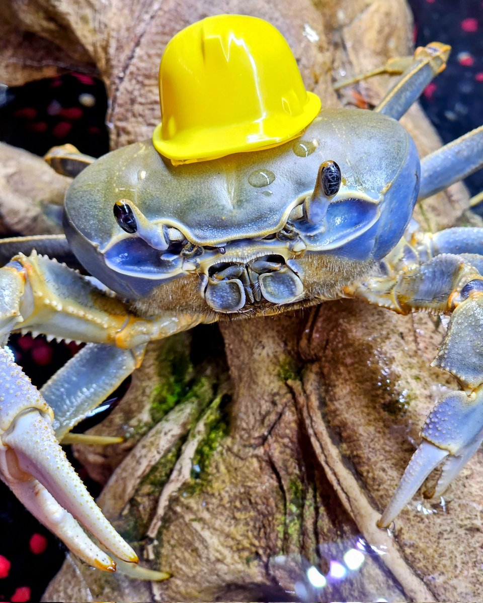 Howie is hard at work growing new mouth parts, esophagus, stomach lining, intestines, and gills in preparation to molt. During this time she doesn't eat. She must survive on stored calories alone. So now, we wait...#howiethecrab #hardhat #moltwatch2023