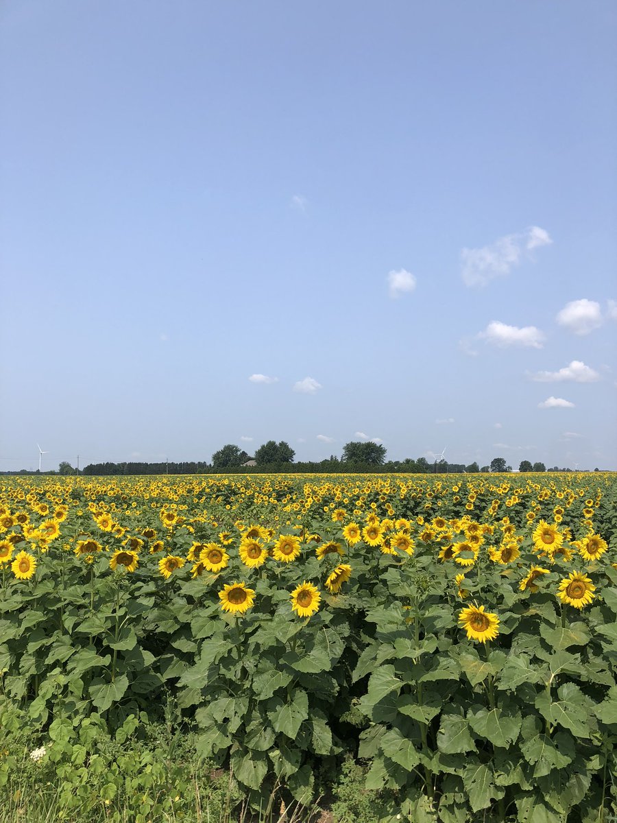 meggiewalk's tweet photo. Itβs a beautiful day for a drive in the country with @MorrisDCosta to visit the sunflower field and straw bales. #countrydrive #ldnont https://t.co/9wbRAyJ34l