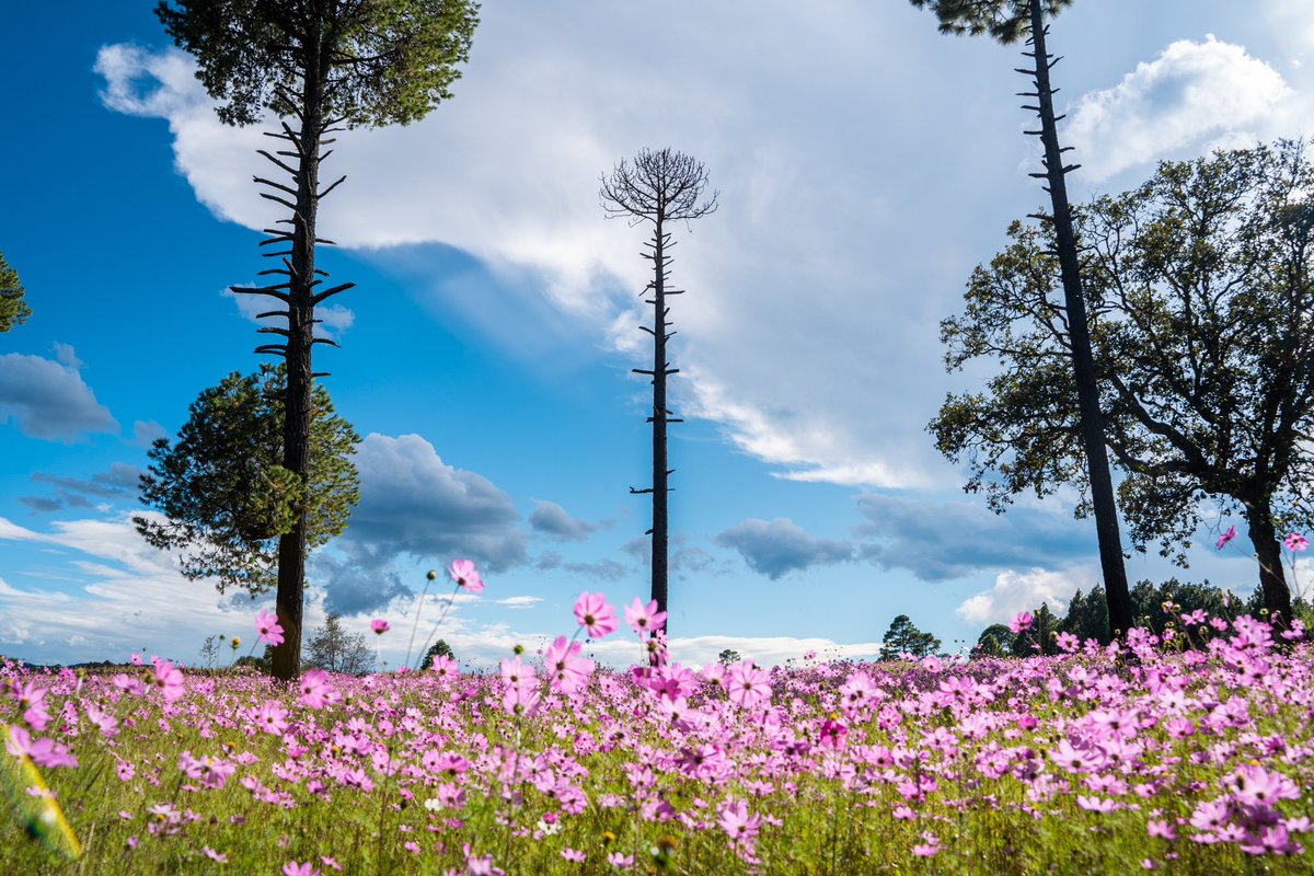 DurangoTravel's tweet image. ¿Que paraje o cabañas recomiendas? 👇🏽
Siguen las vacaciones y es momento de planear una escapada a la Sierra, Durango está lleno de lugares increíbles, ya sea día de campo, acampada u hospedaje en Cabaña.
#SorpréndeteDeDurango